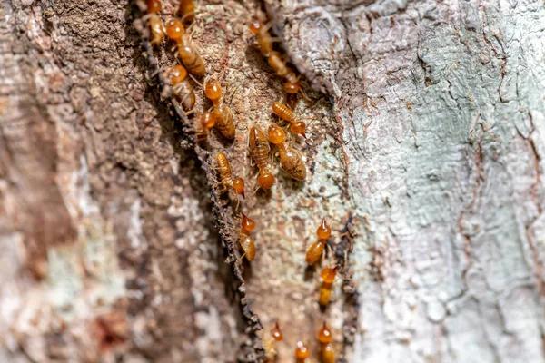 Termite Control Sydney: Understanding the Threat and How to Tackle It